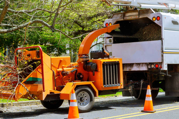 Best Tree Maintenance Programs  in Toftrees, PA